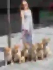 Dogsmith kennel. Shiba Inu puppies